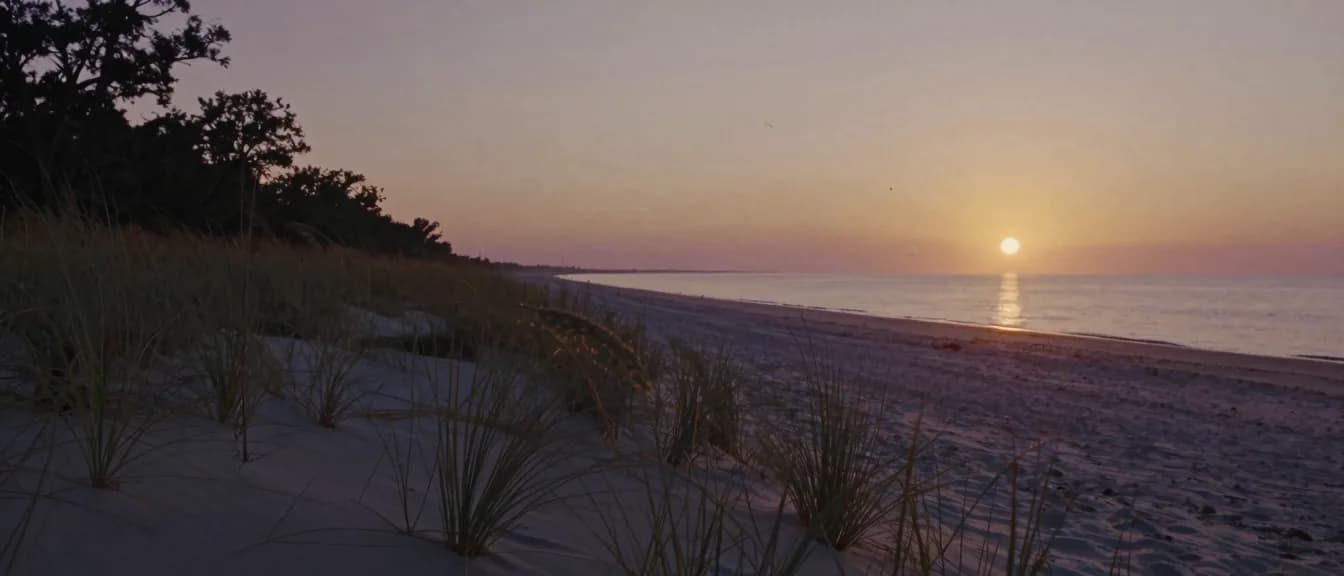 Sea oats on an Outer Banks dune at sunrise
