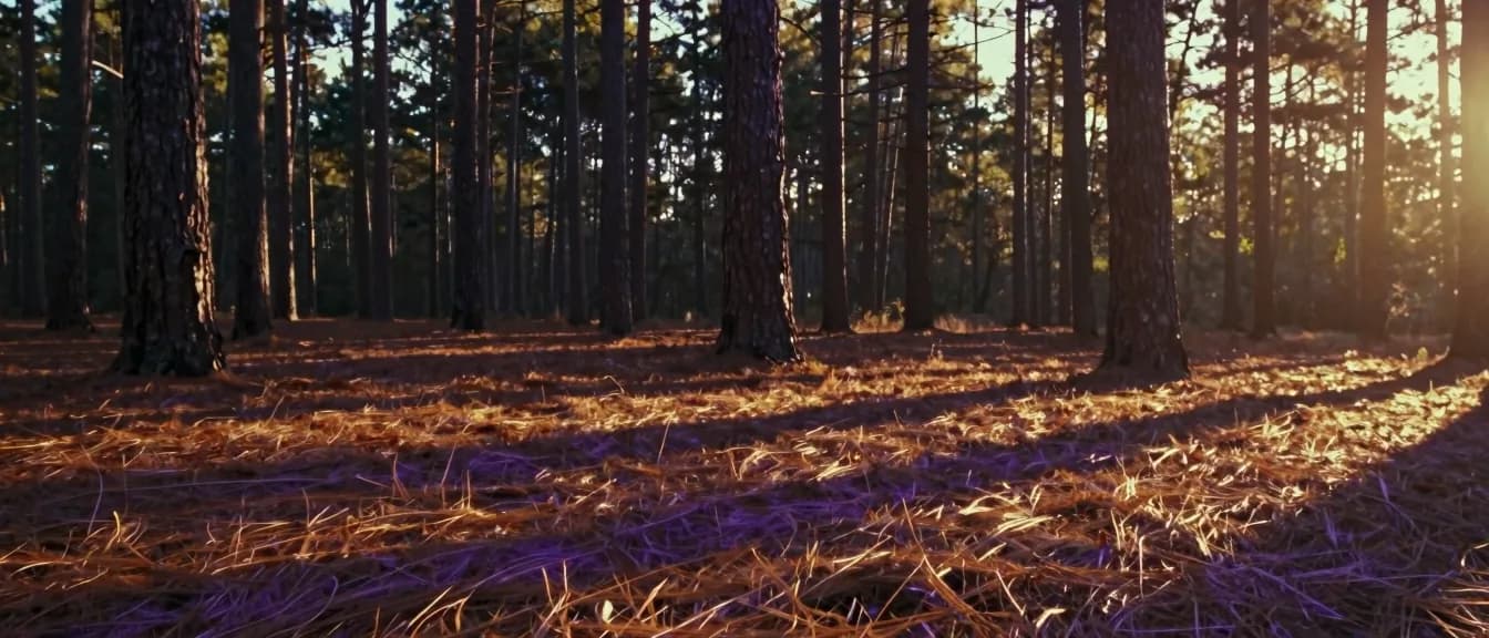 Longleaf pine trunks rising from a forest floor of fallen pine straw