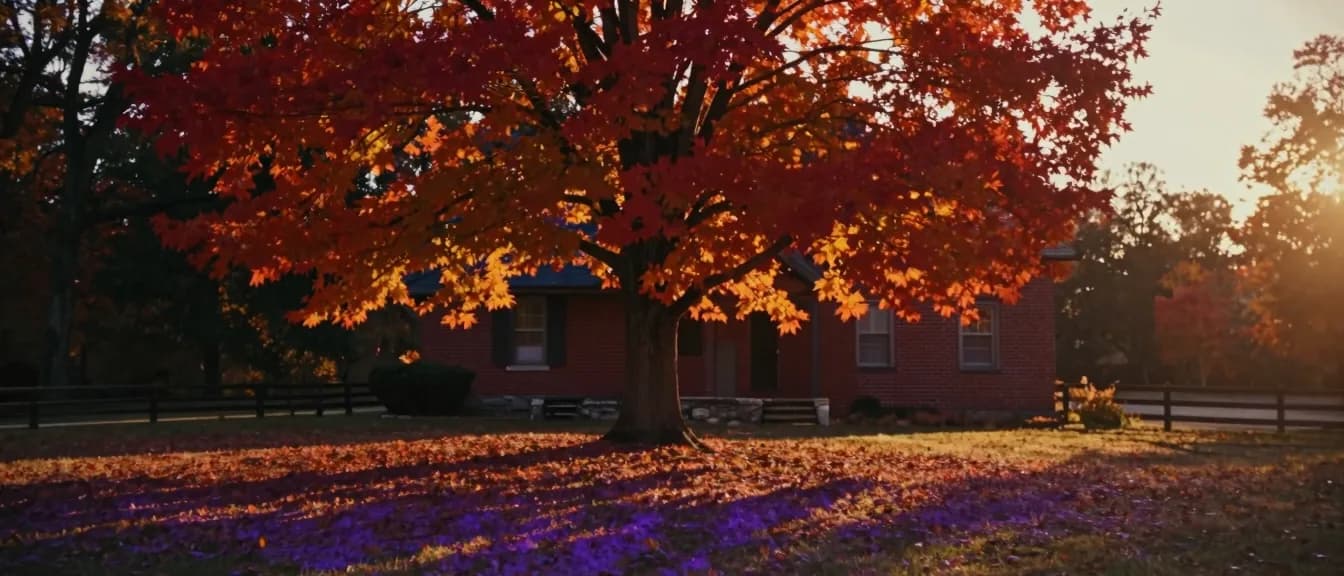 A red maple in full autumn colour in front of a brick farmhouse