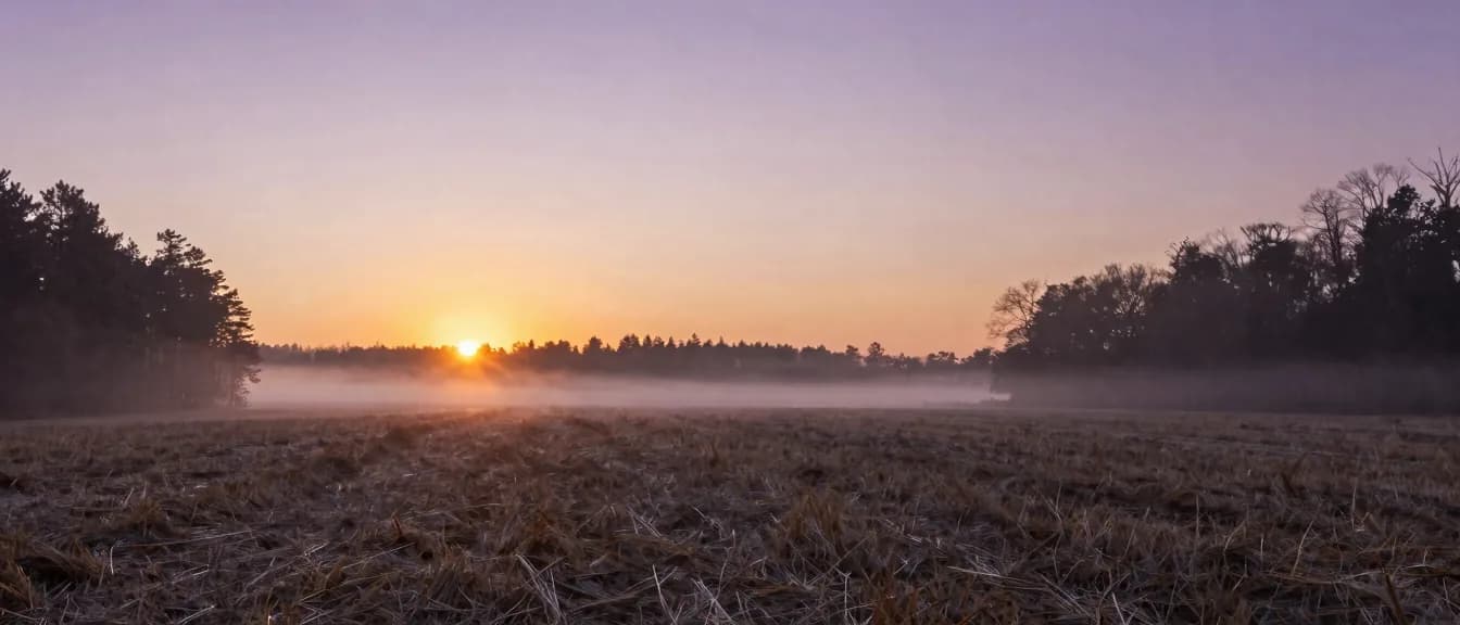 Mist lifting off a field at the edge of the treeline at sunrise